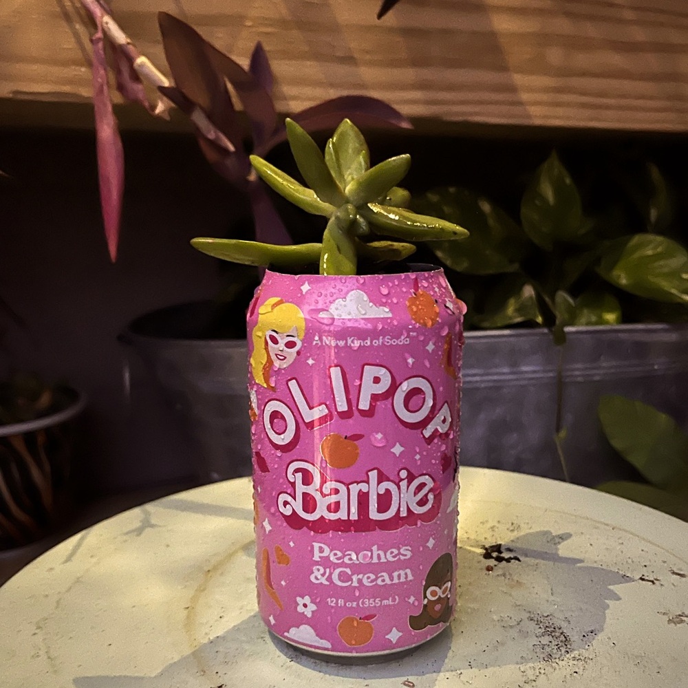 Olipop soda planter